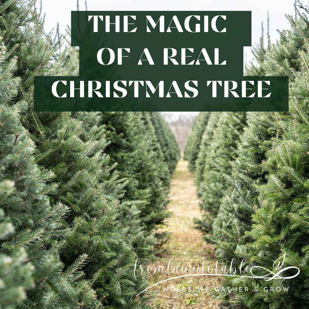 Should I Replant My Real Christmas Tree?