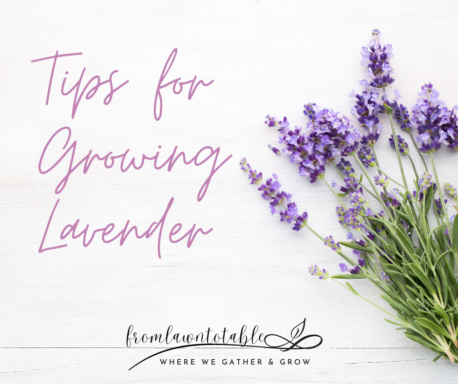 Tips for Growing Lavender