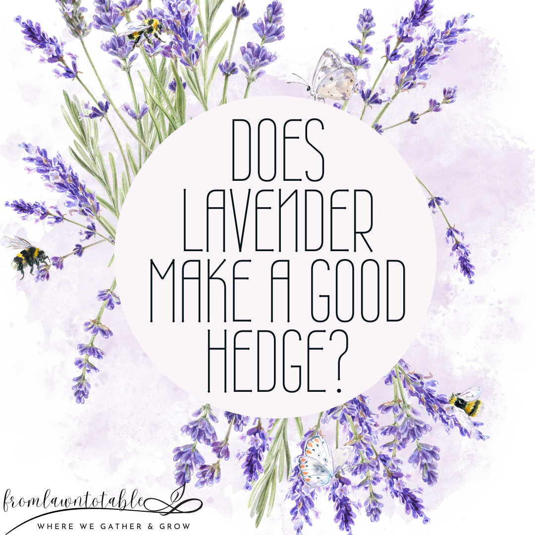 Top 10 Reasons Lavender makes a Good Hedge