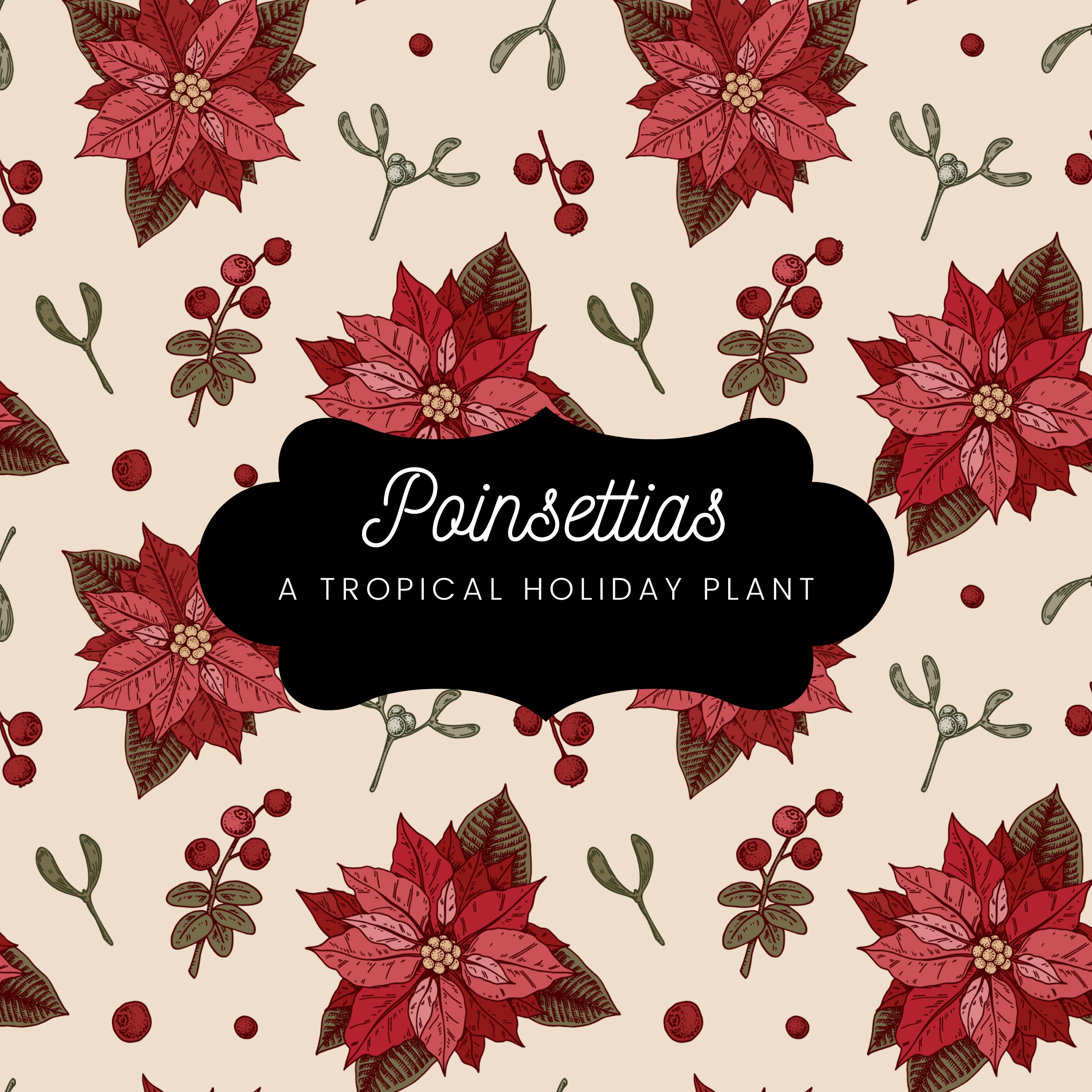 How to Grow and Care for Poinsettias