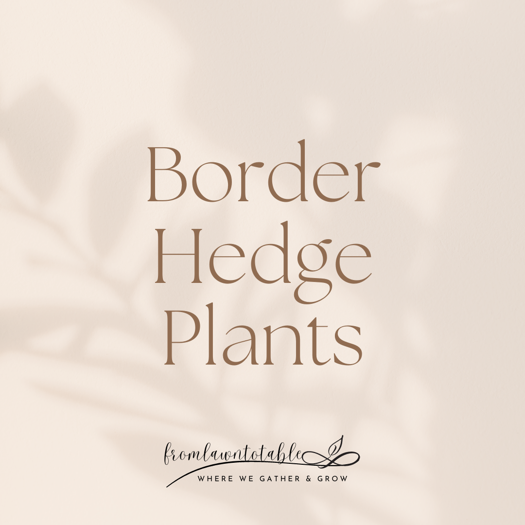 What plants make good border hedges?