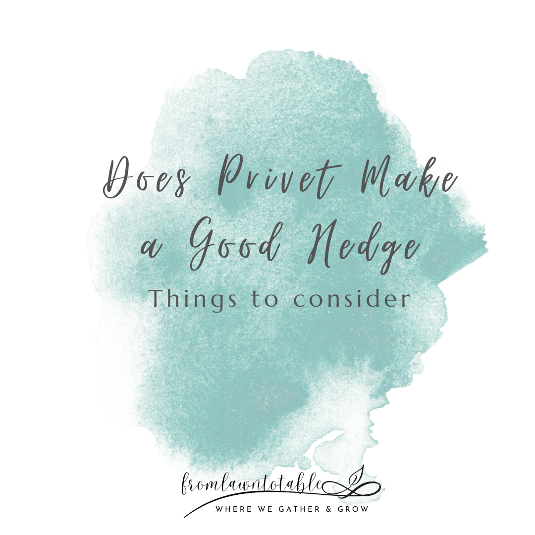 Does Privet Make a Good Hedge?