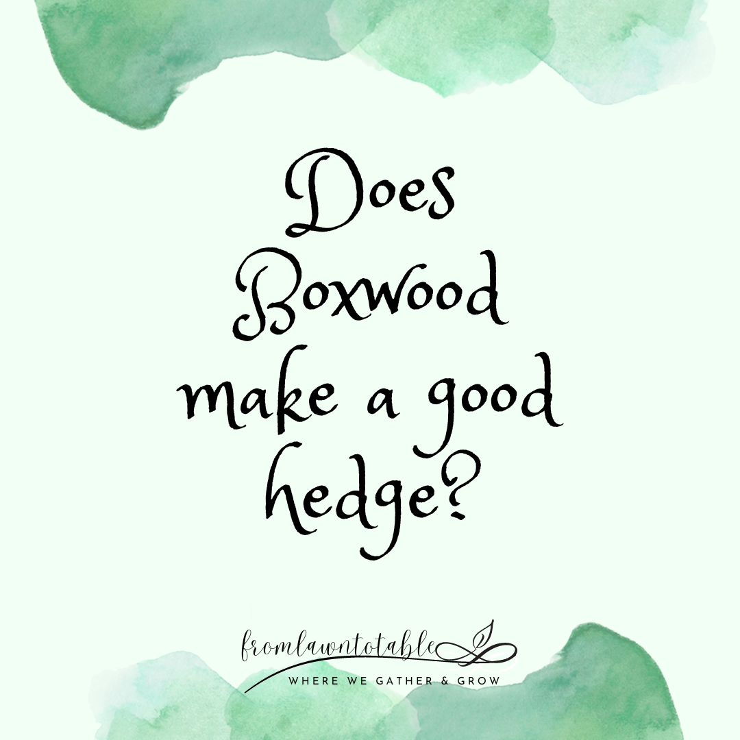 Does Boxwood make a good hedge?