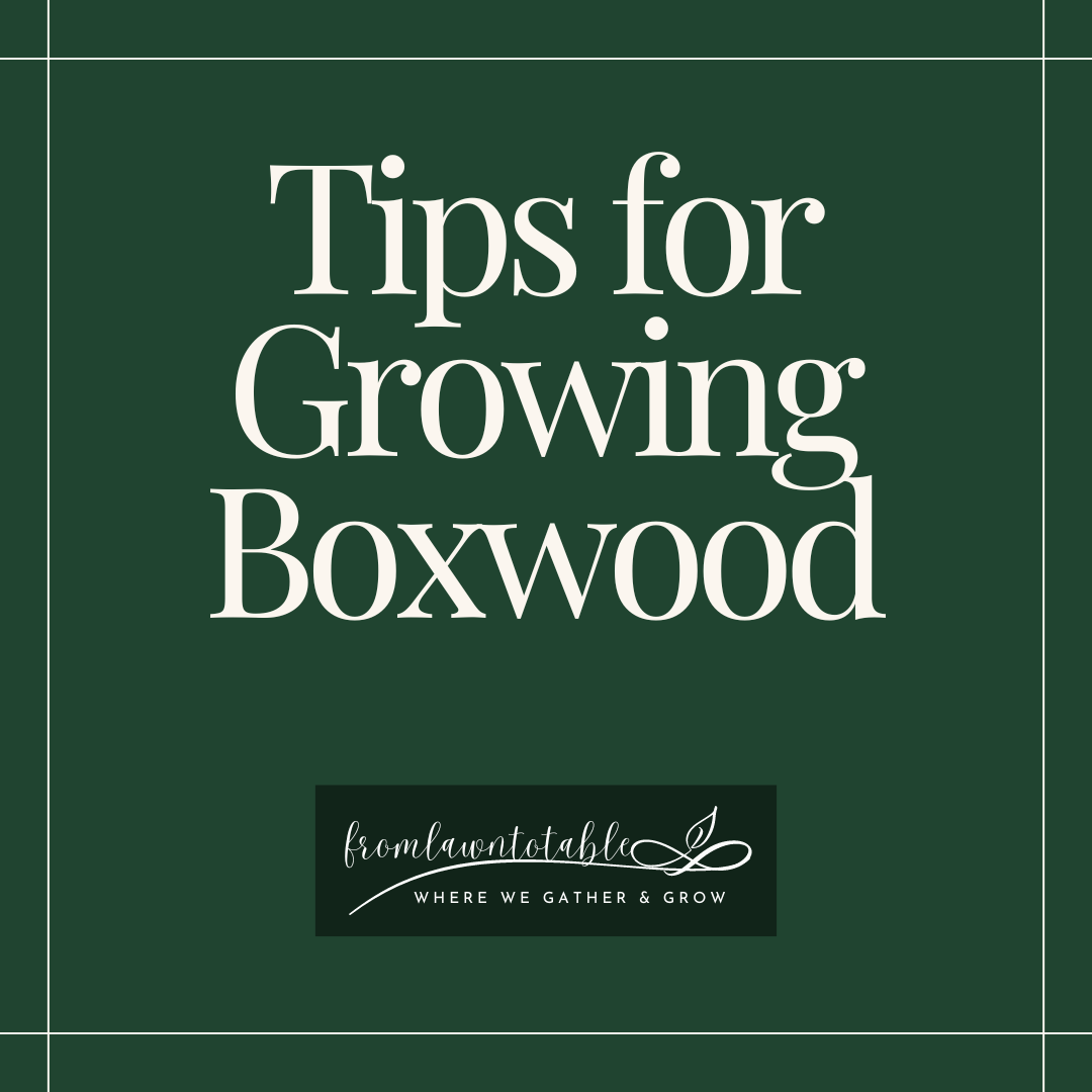 Tips for Growing Boxwood