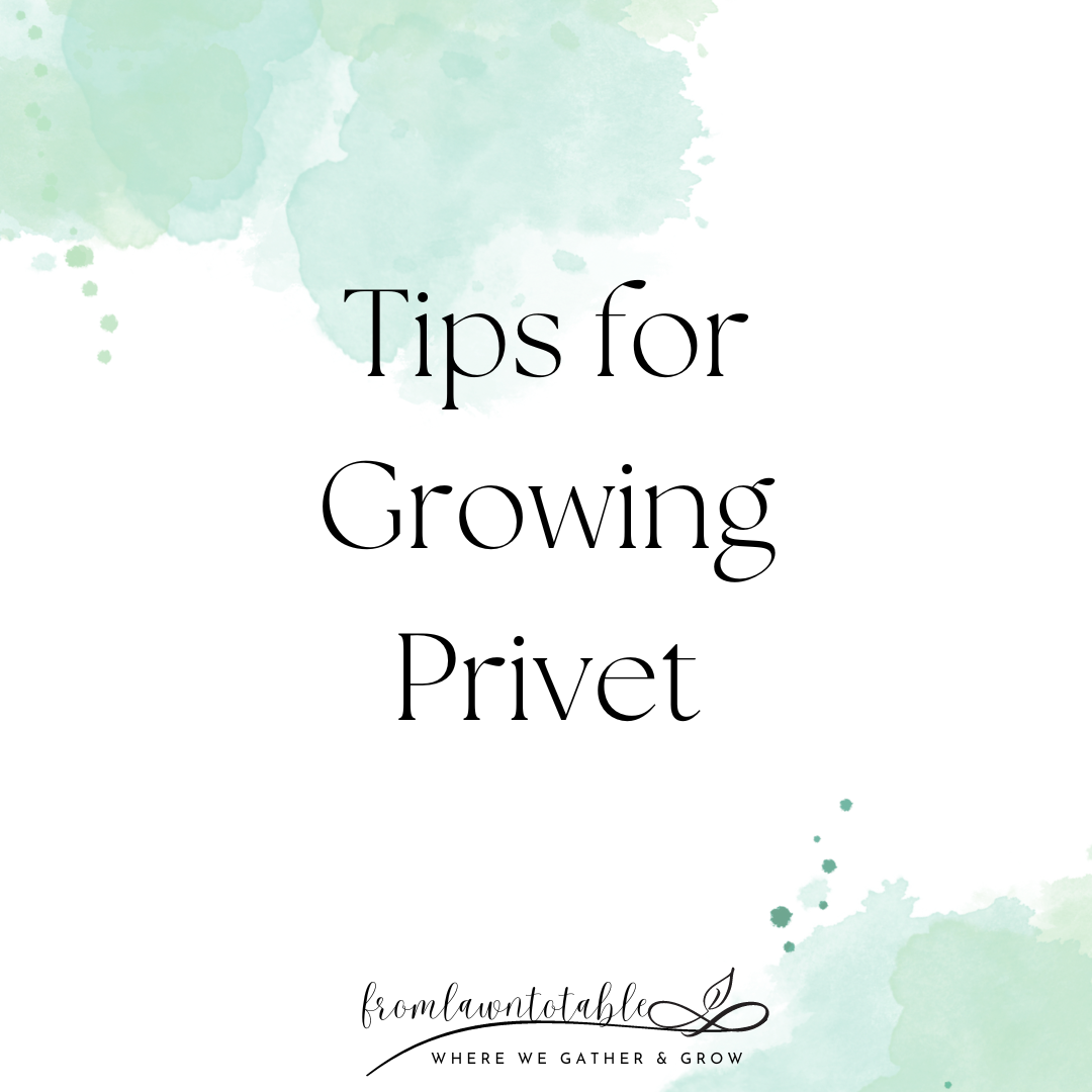 Tips for growing Privet