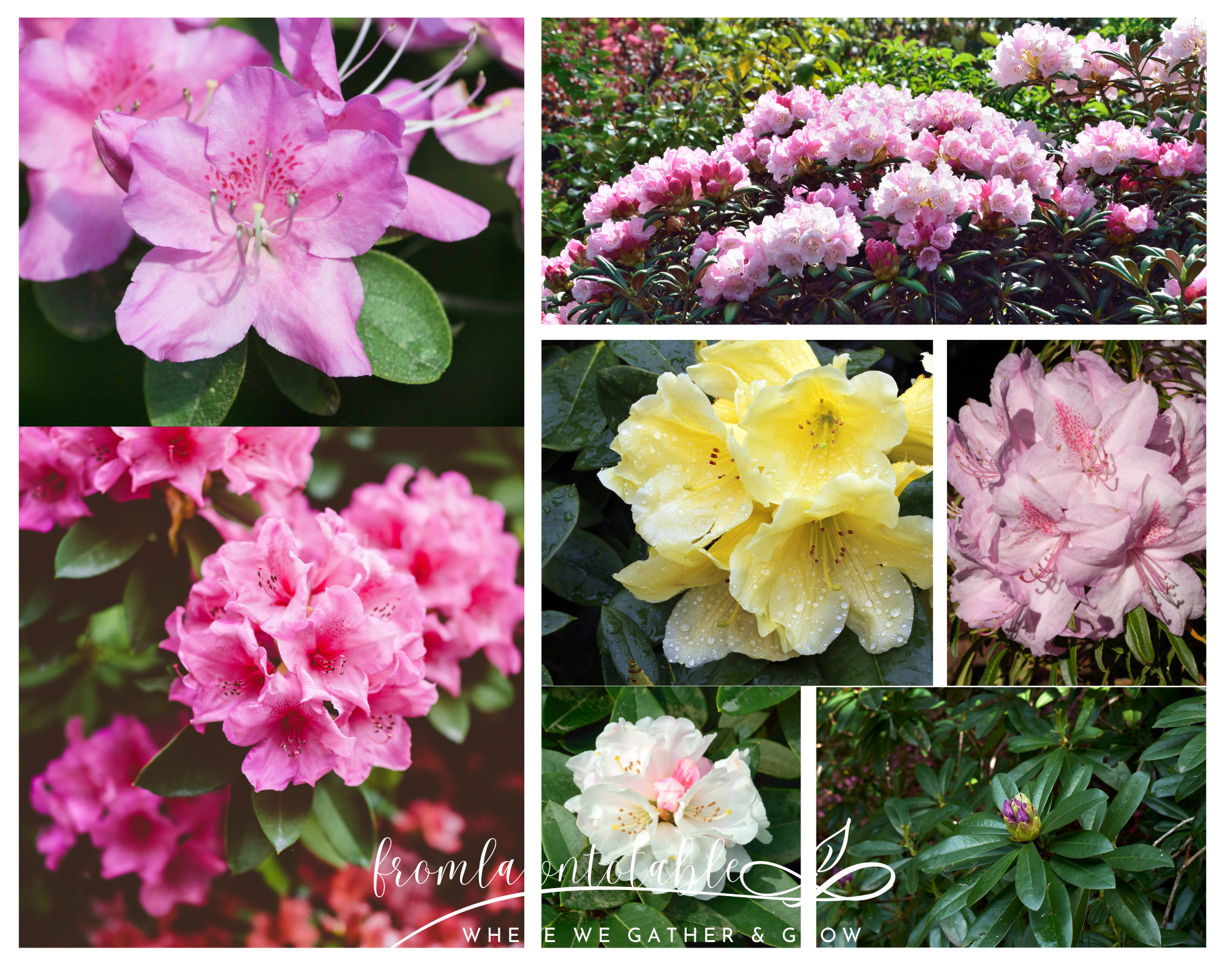 Tips for Growing Rhododendron